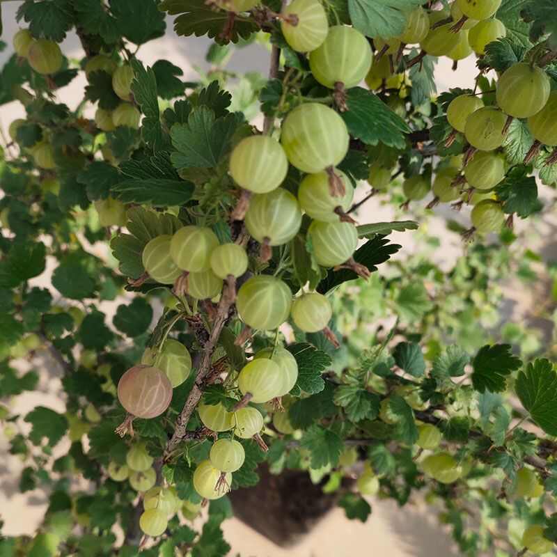 东北果树苗盆栽灯笼果苗南北方种植灯笼果树苗大果地栽水果苗包邮