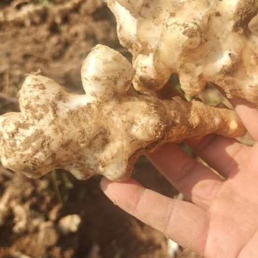 灵宝市河南灵宝产地直供洋姜，质量有保障，