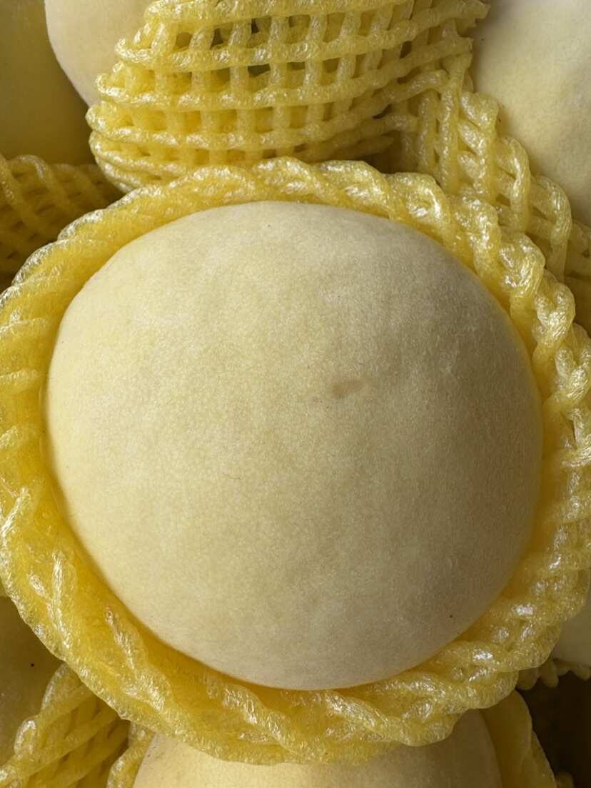 巨黄金毛桃 个头大 口感好