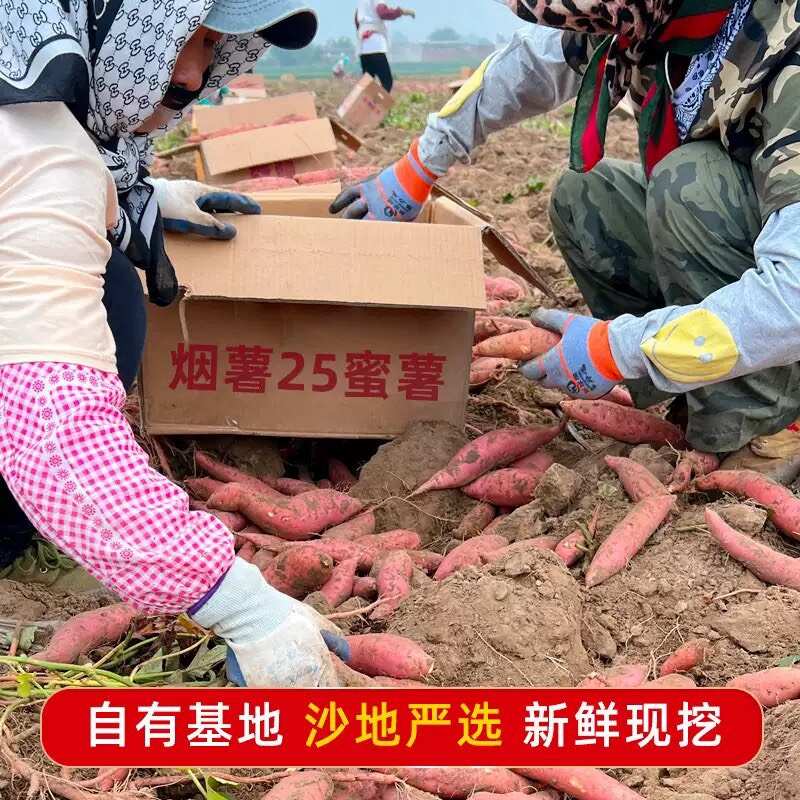 山东烟薯25糖心蜜薯