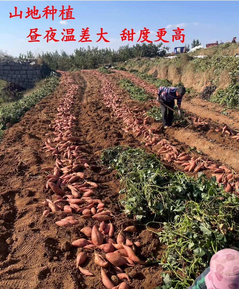 山东烟薯25糖心蜜薯