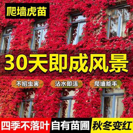平邑县爬墙虎苗快速变色爬山虎大攀爬四季室外庭院藤蔓植物盆栽长藤遮阳