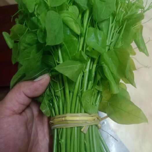 大新县广西特菜辣木菜(赤苍藤嫩芽)