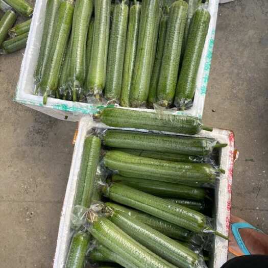 南宁青瓜肉丝瓜丝瓜带袋淘丝瓜