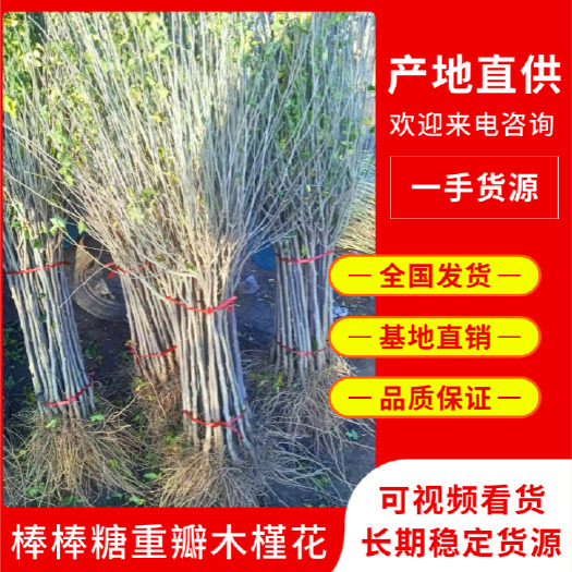 木槿重瓣红花木槿树苗矮化丛生多分枝绿化苗占地苗可食用木槿花苗
