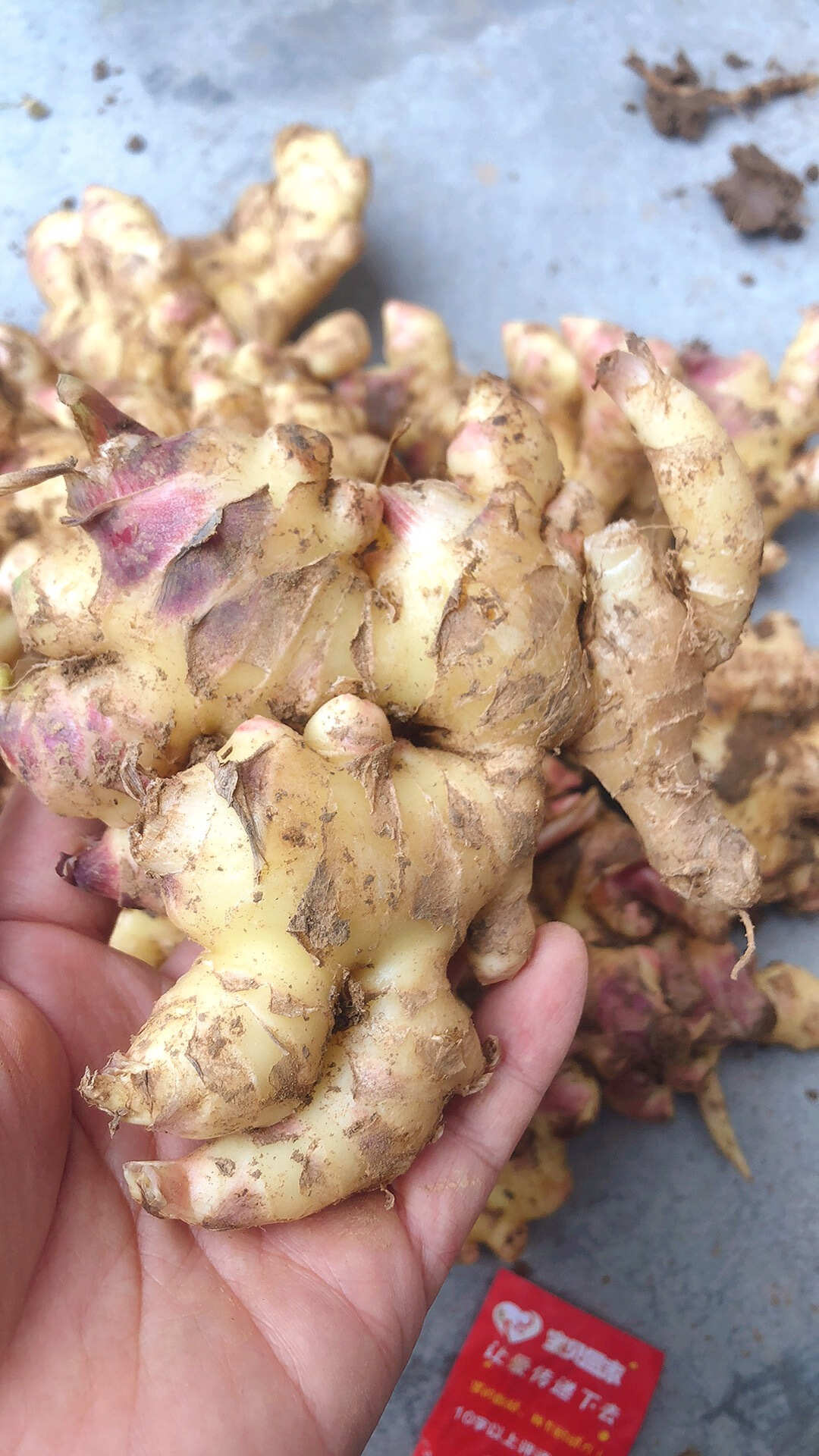 姜农自销云南小黄姜新鲜现挖生姜新姜月子姜嫩姜当季鲜姜现挖现发