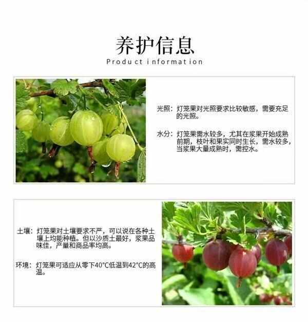 东北果树苗盆栽灯笼果苗南北方种植灯笼果树苗大果地栽水果苗包邮