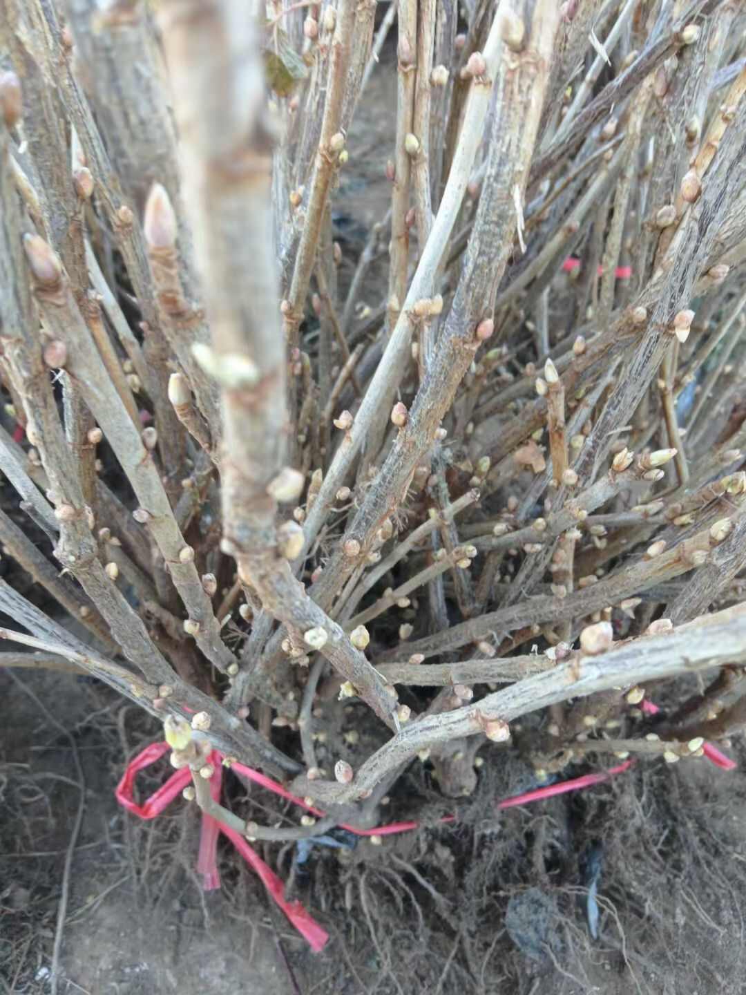 东北果树苗盆栽灯笼果苗南北方种植灯笼果树苗大果地栽水果苗包邮