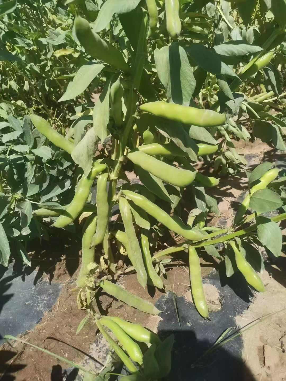 七粒香蚕豆种子香蕉蚕豆种子 中熟七粒蚕豆种子