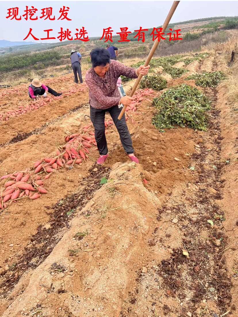 山东烟薯25糖心蜜薯