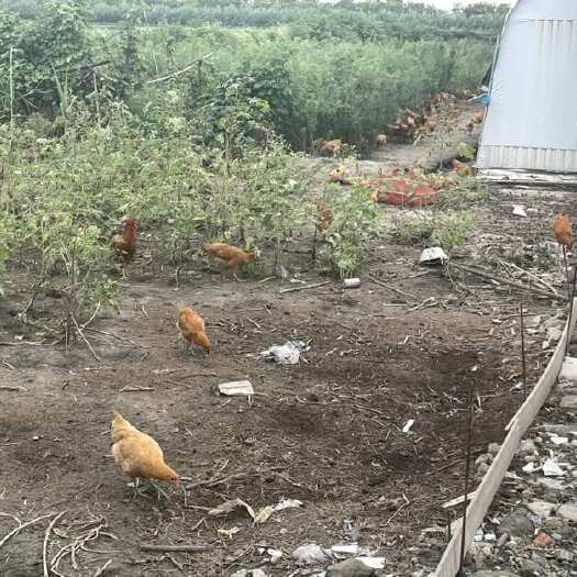 泰州家养跑步鸡