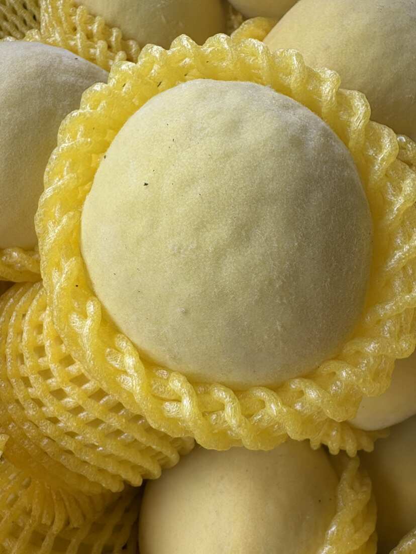 巨黄金毛桃 个头大 口感好