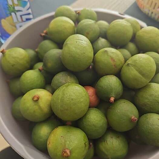 昌宁县青皮坚果