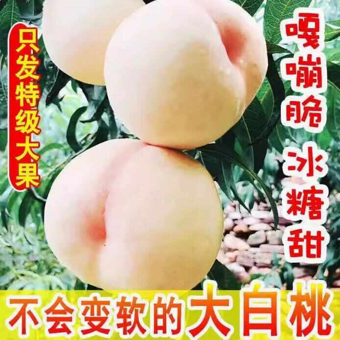 山东蒙阴大白桃脆甜水果新鲜白如玉桃子蜜桃毛桃子