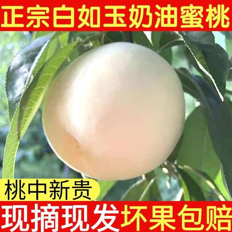 山东蒙阴大白桃脆甜水果新鲜白如玉桃子蜜桃毛桃子