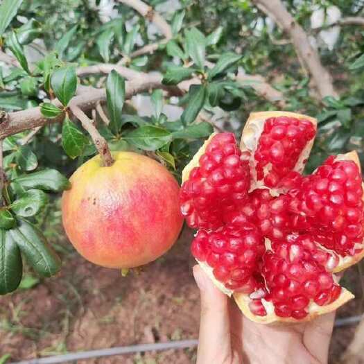 会泽县会泽盐水软籽石榴