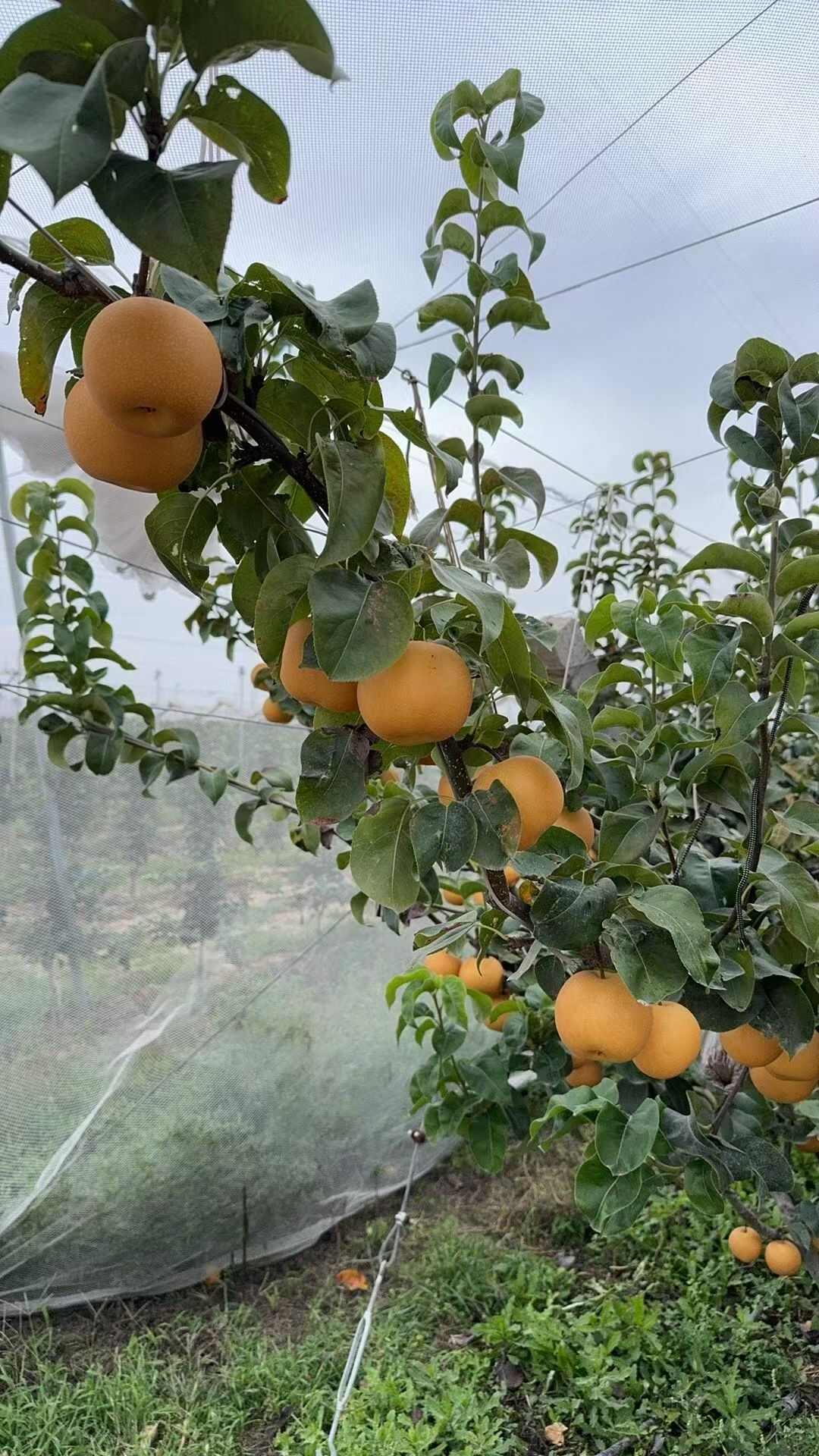 秋月梨