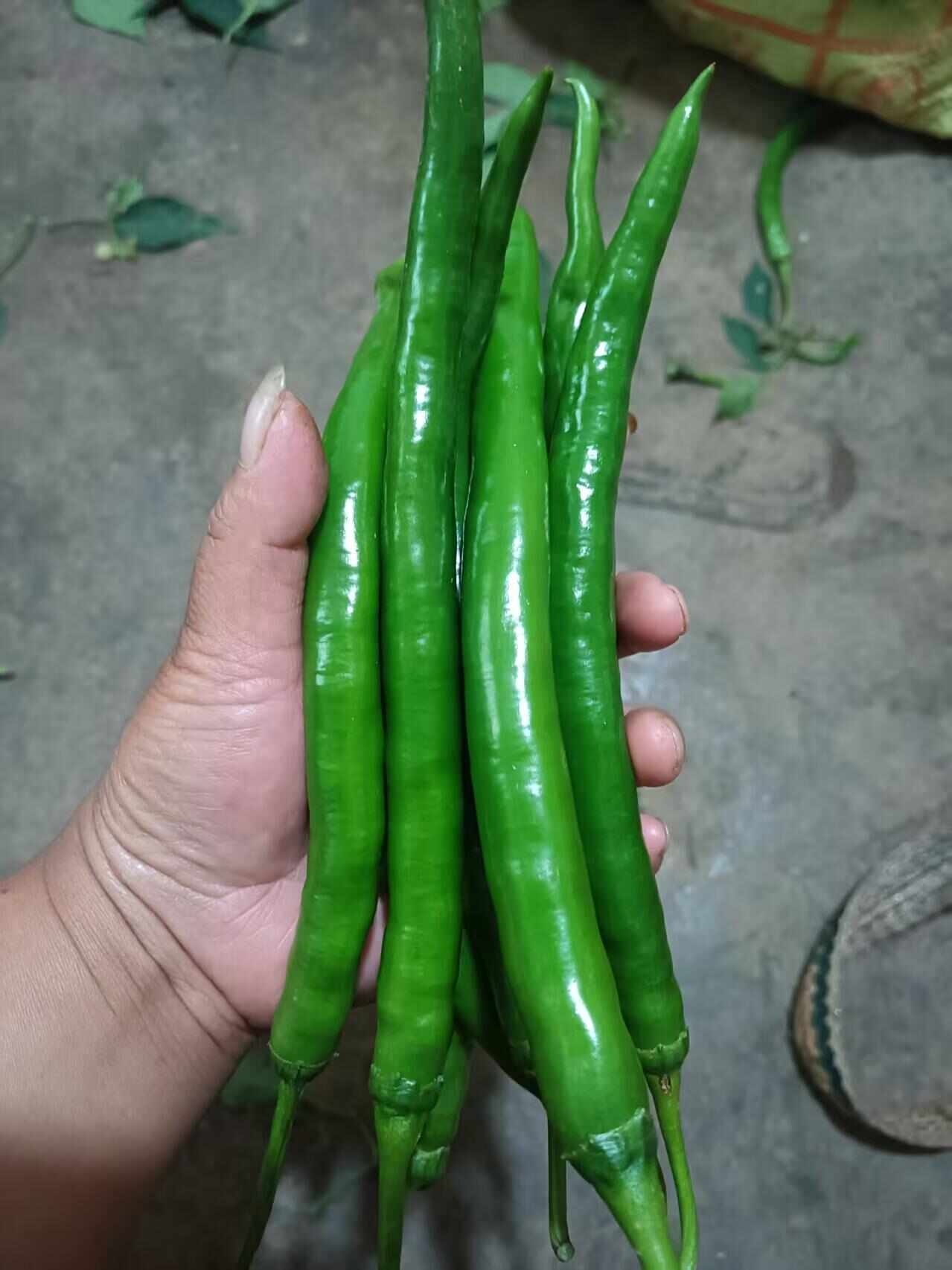 精品三号线椒上市了