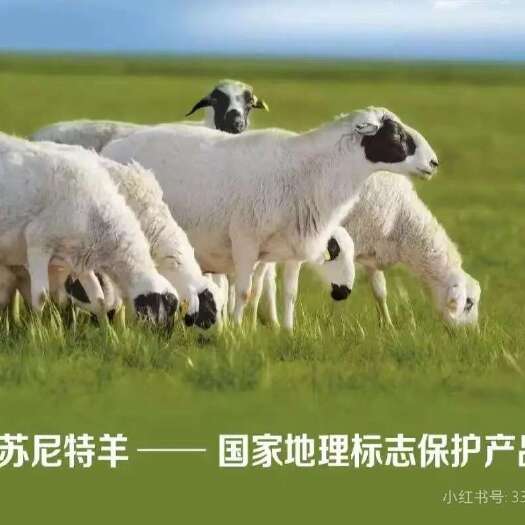 西苏旗出售一百只苏尼特生产母羊