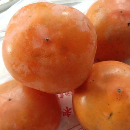 盐城当地大规模种植柿子