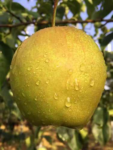 玉露香梨 陕西淳化 一手货源 大基地种植 量大从优