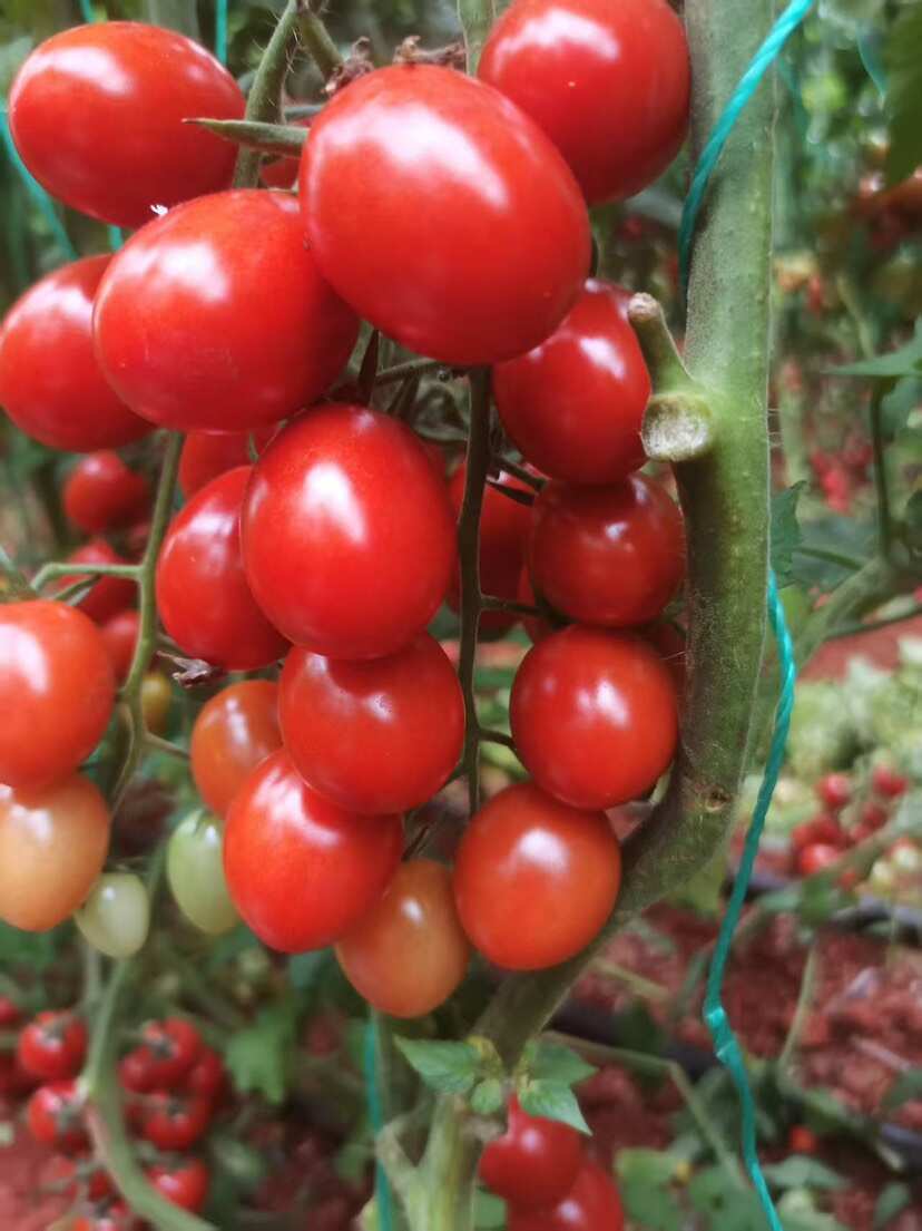 小番茄（樱桃番茄、圣女果、釜山88）