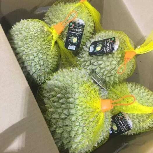 青岛干尧榴莲液氮A级果 源头直供 价优
