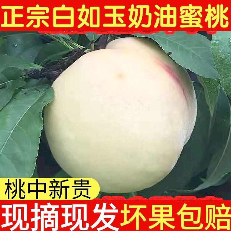 山东蒙阴大白桃脆甜水果新鲜白如玉桃子蜜桃毛桃子