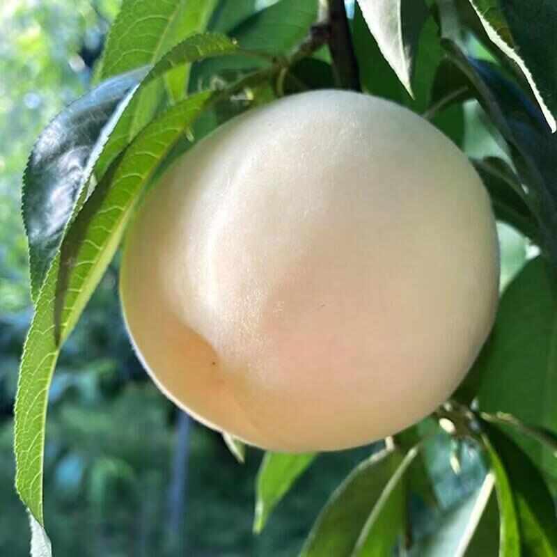 山东蒙阴大白桃脆甜水果新鲜白如玉桃子蜜桃毛桃子