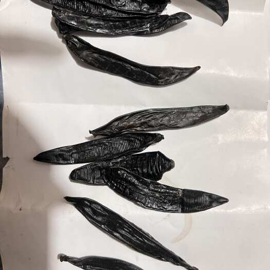 宾县水蛭干  干水蛭  水蛭干  干水蛭  清水宽体吊 小黑条