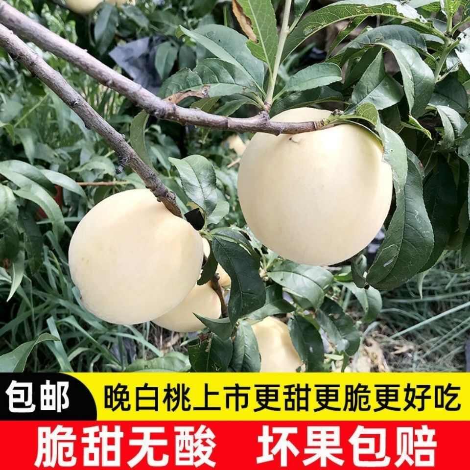 山东蒙阴大白桃脆甜水果新鲜白如玉桃子蜜桃毛桃子