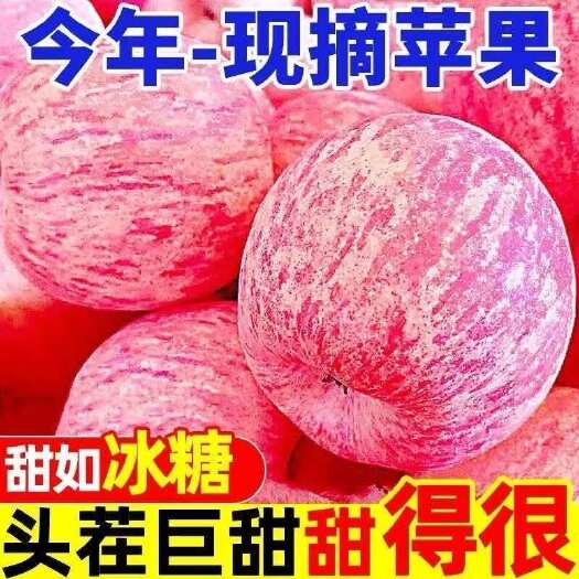 海城市辽宁鞍山高山甜红富士
