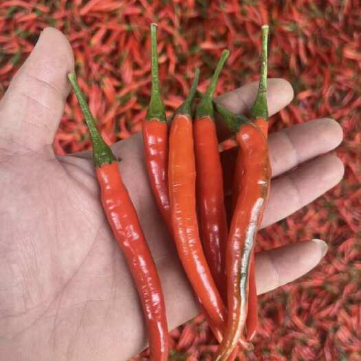 昆明小米椒