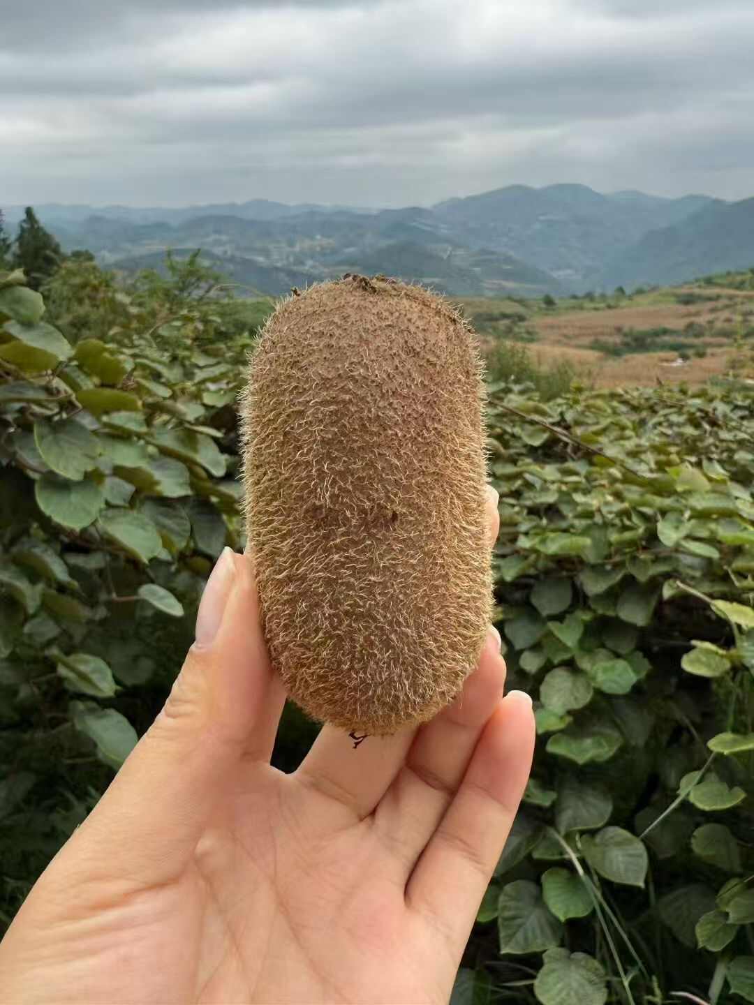 修文县贵州修文猕猴桃新鲜当季整箱水果孕妇弥猴桃甜应季绿心奇异果
