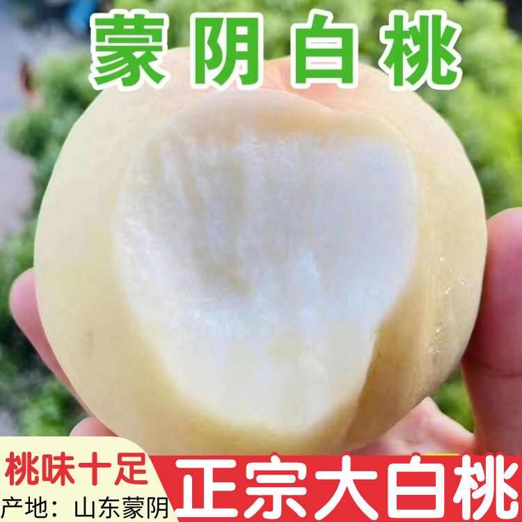 山东蒙阴大白桃脆甜水果新鲜白如玉桃子蜜桃毛桃子