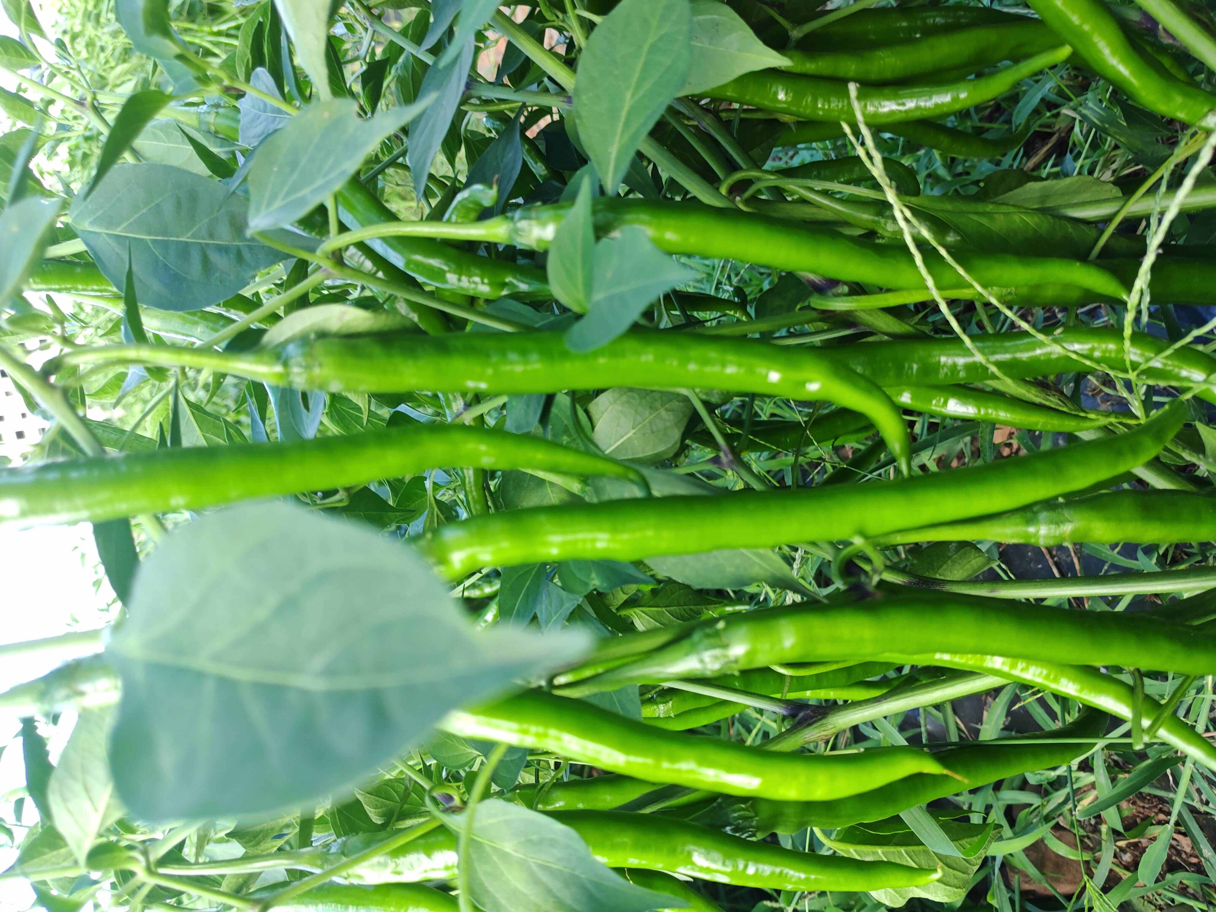 精品三号线椒上市了