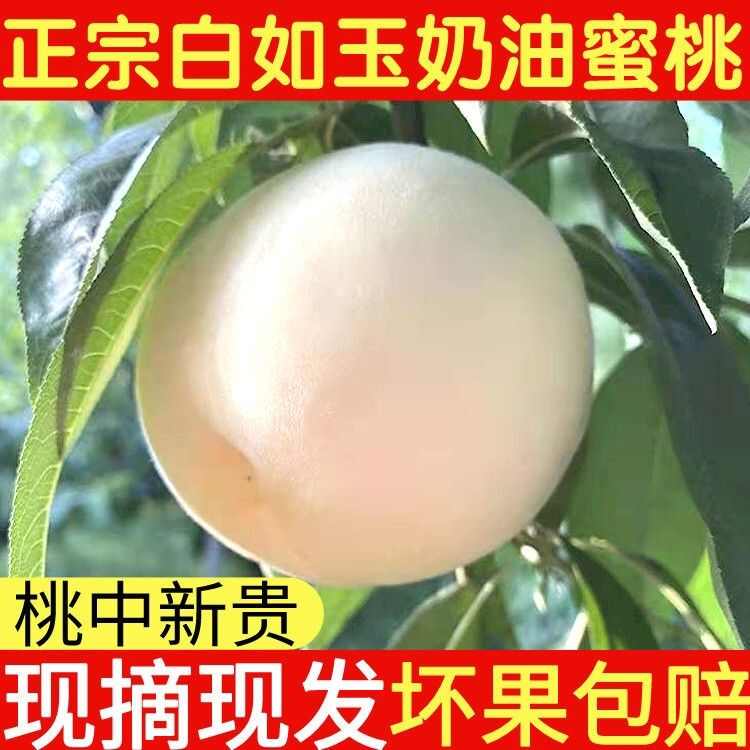 山东蒙阴大白桃脆甜水果新鲜白如玉桃子蜜桃毛桃子