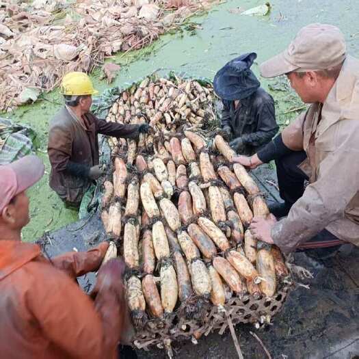 仙桃市武汉和仙桃产地直发，湖北仙桃莲藕 新鲜水生蔬菜