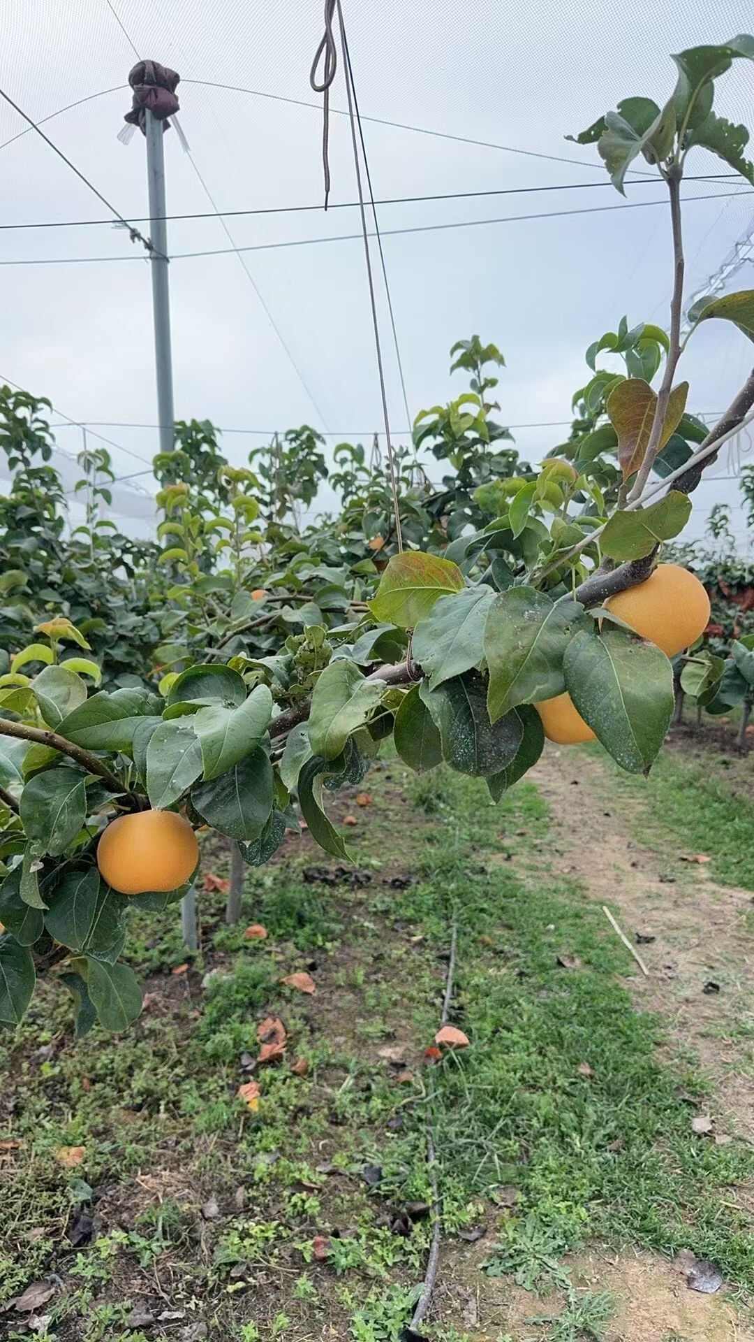 秋月梨