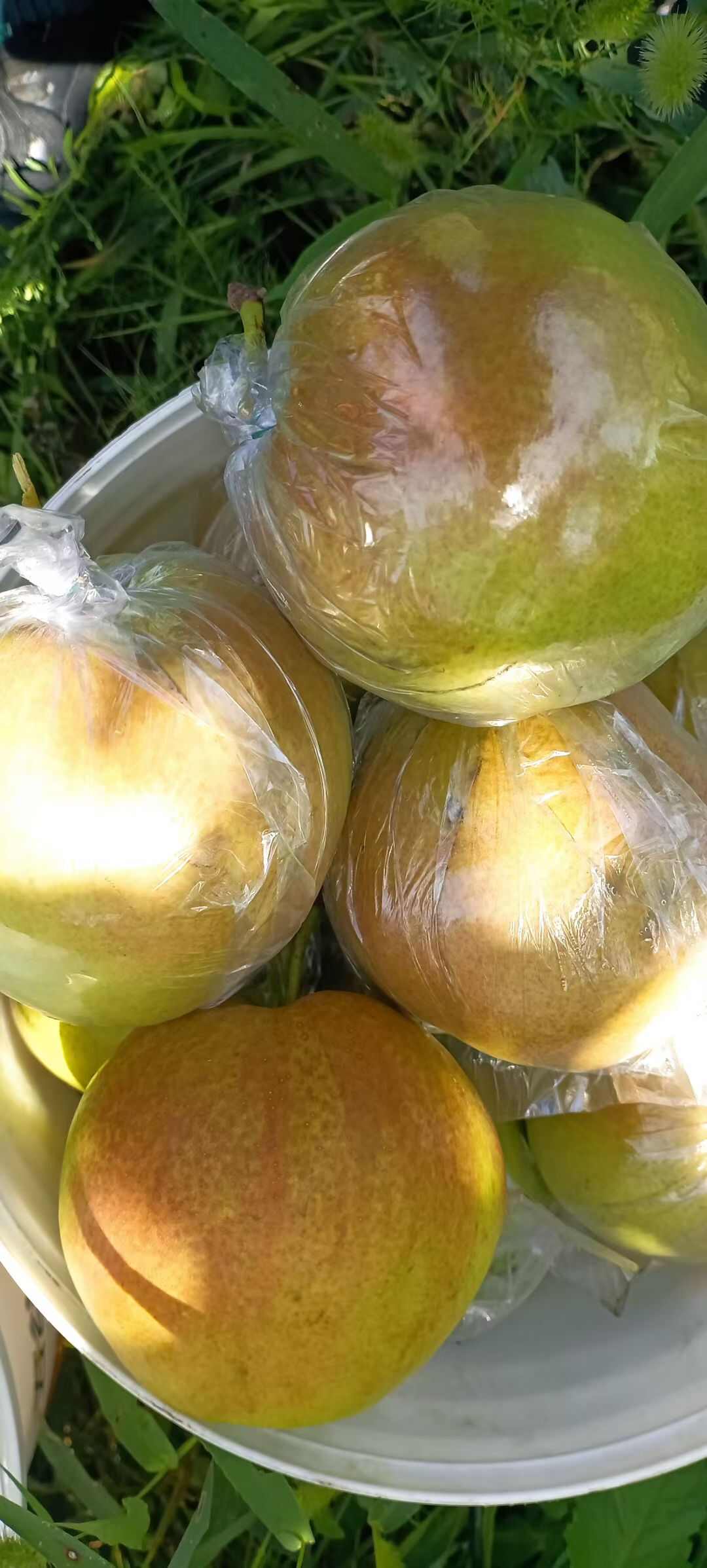 玉露香梨 陕西淳化 一手货源 大基地种植 量大从优