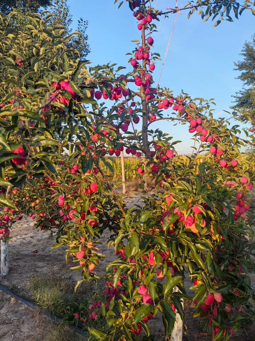 通辽沙土地鸡心果，甜度高,水分充足