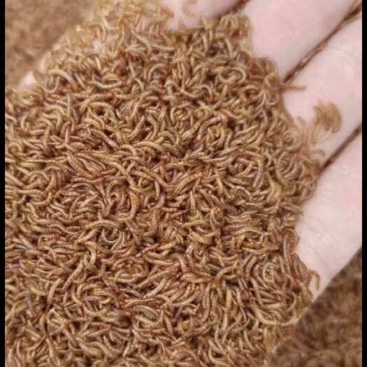 太湖县黄粉虫活体虫