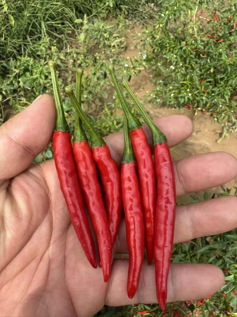 现货：线椒7号跟3号红绿都有，还有小米辣，朝天椒，一万多亩