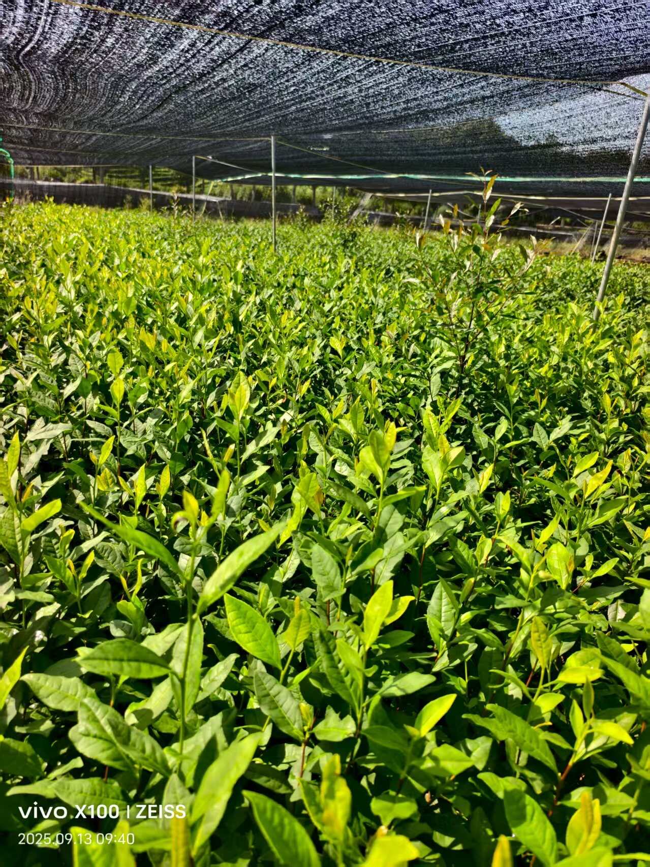 松阳县越黄1号，两年中杯黄茶苗，浙江丽水松阳发货