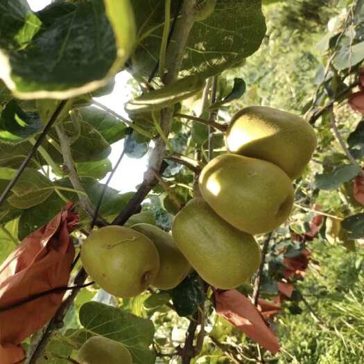 睢县红阳红心猕猴桃