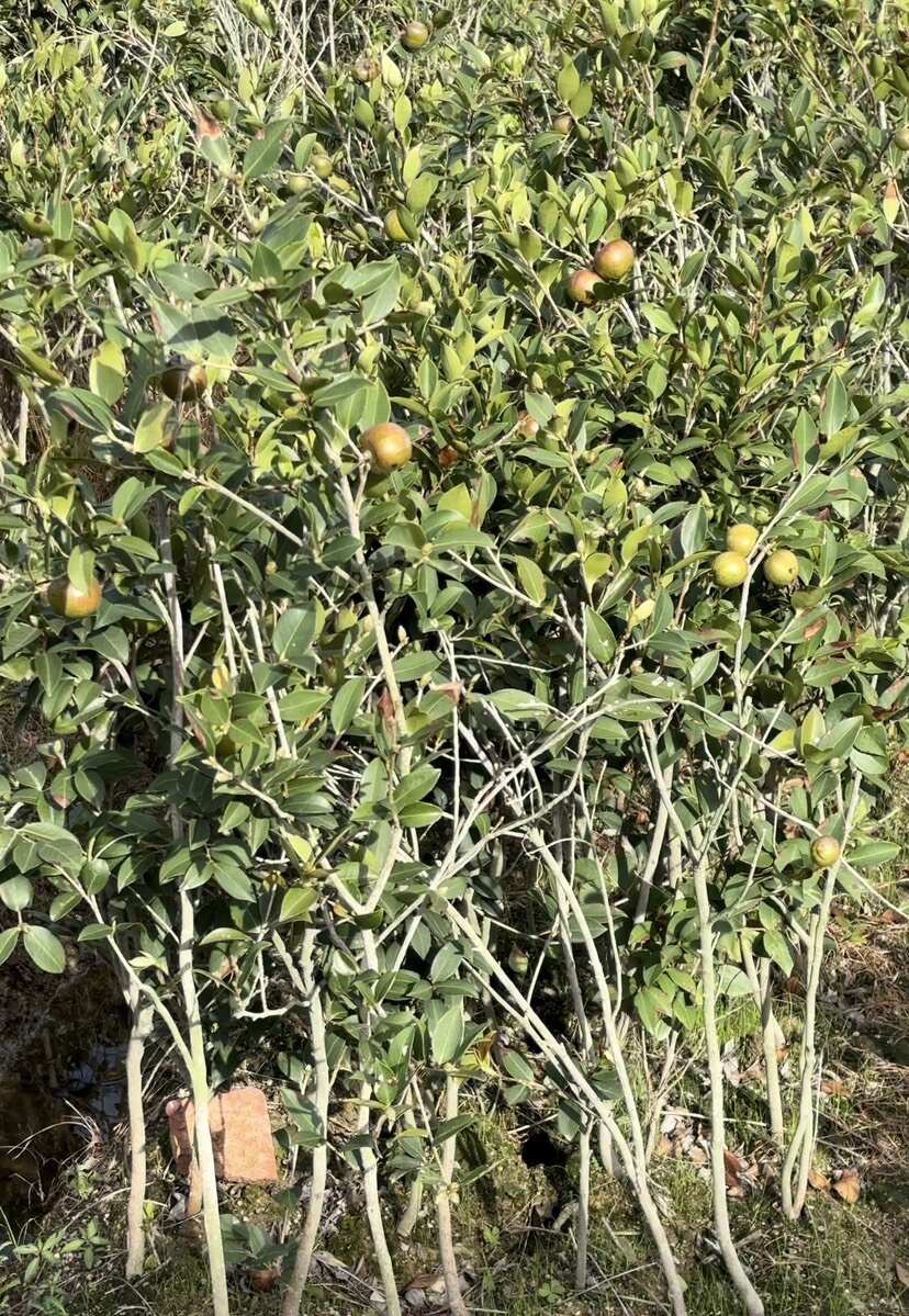 湘林210五年嫁接大杯苗，带果发货，易管理好成活