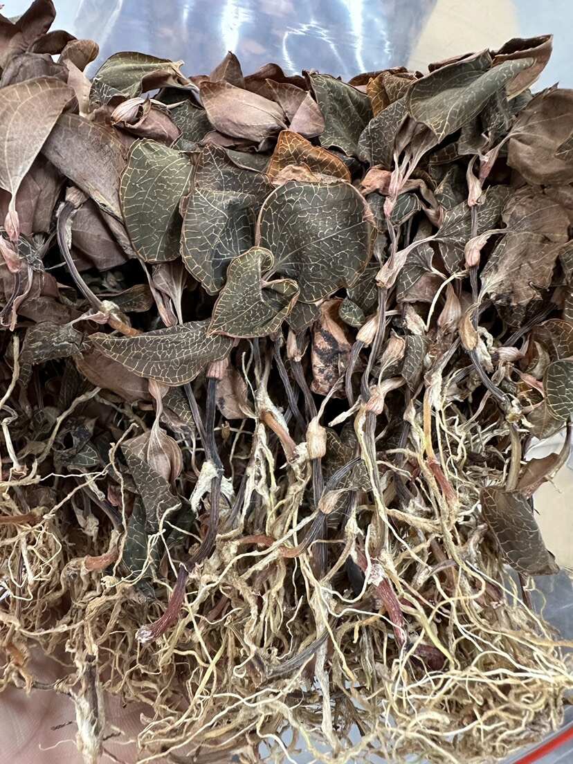 林下种植金线莲，种植18个月开花金线莲干品，大量批发
