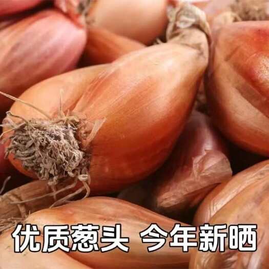 长期供应优质四川小香葱种子黄葱头干葱头四季葱火葱种植食用炸油
