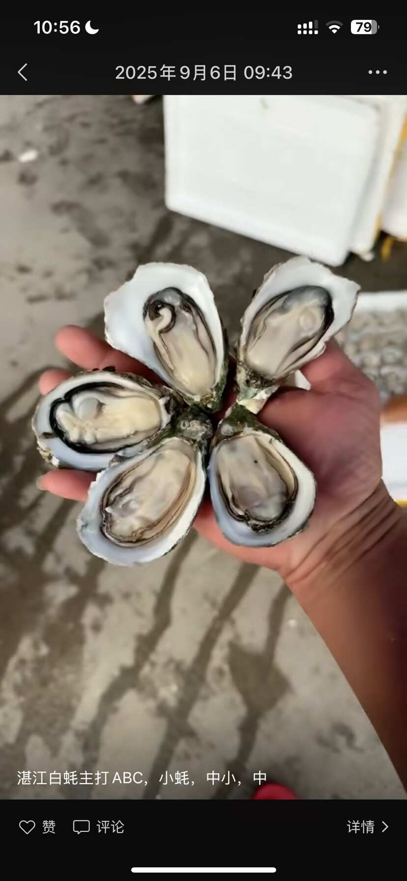 湛江生蚝 乳山三倍体