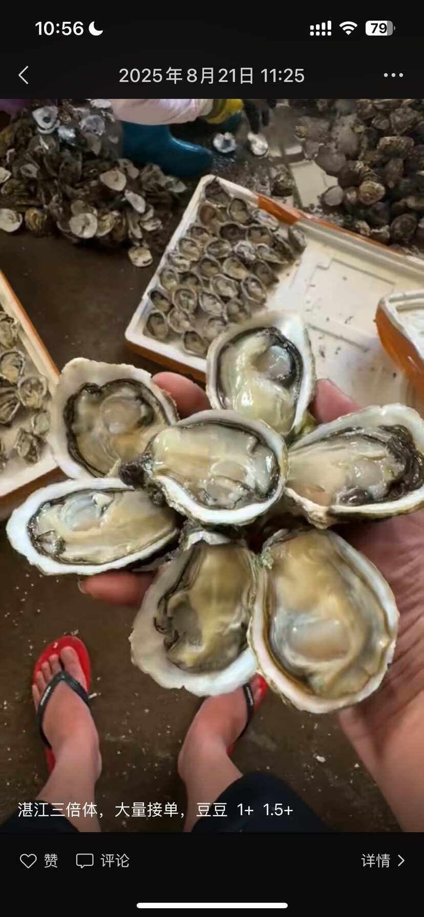 湛江生蚝 乳山三倍体